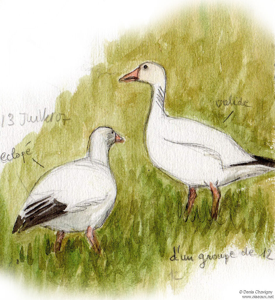 Snow Goose