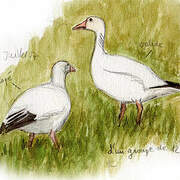 Snow Goose