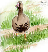 Greater White-fronted Goose