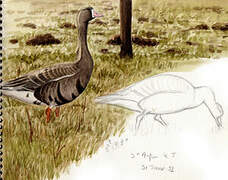 Greater White-fronted Goose