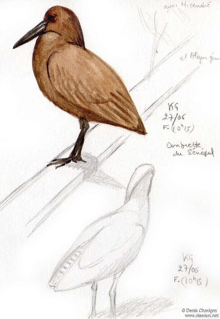 Hamerkop