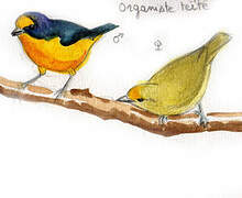 Violaceous Euphonia