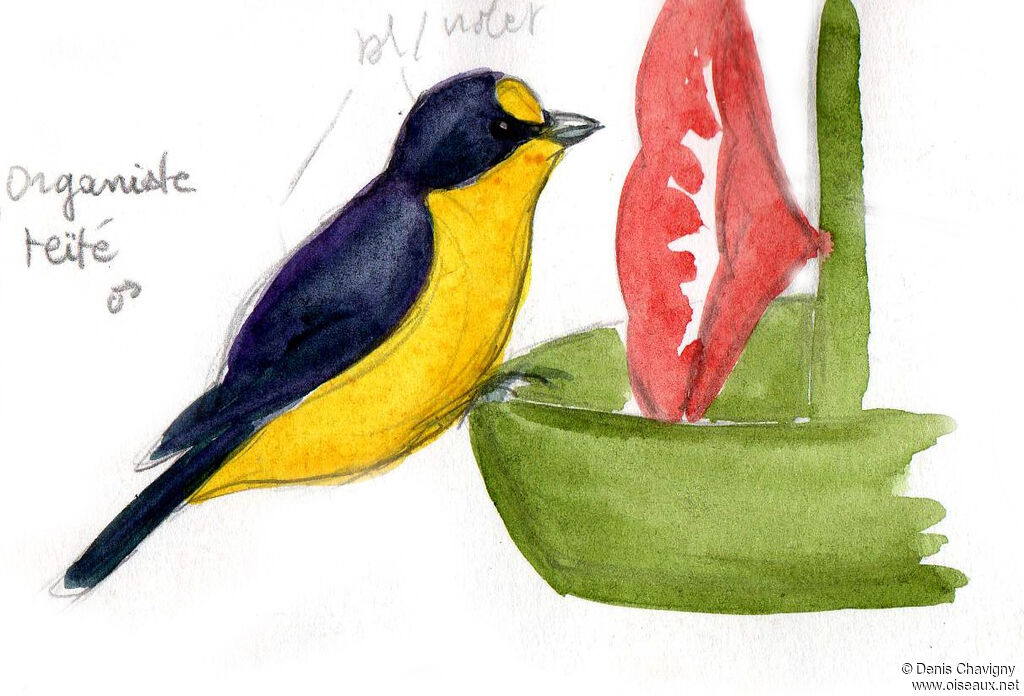 Violaceous Euphonia male adult, identification