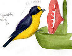 Violaceous Euphonia