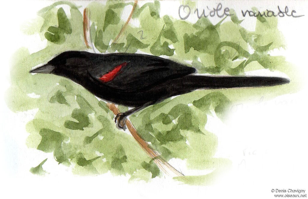 Oriole à galonsadulte, habitat