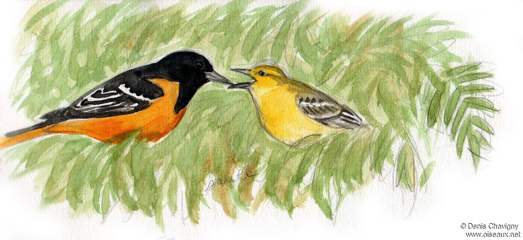 Baltimore Oriole, habitat, Reproduction-nesting