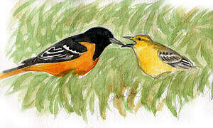 Baltimore Oriole