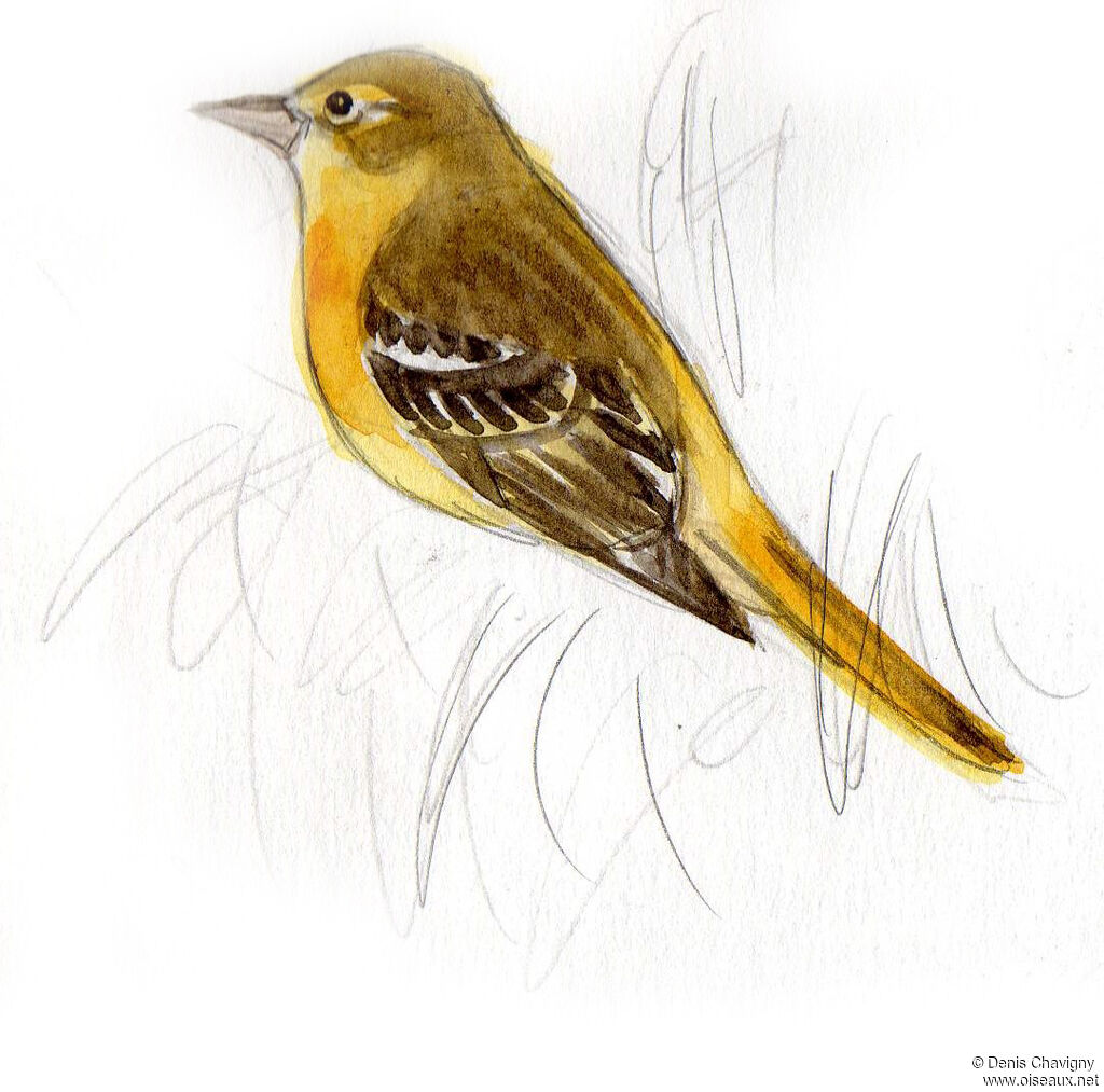 Oriole du Nord femelle