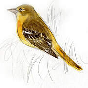 Baltimore Oriole