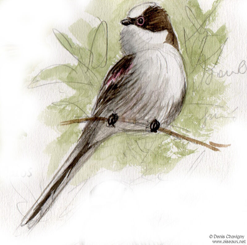 Long-tailed Titjuvenile, identification