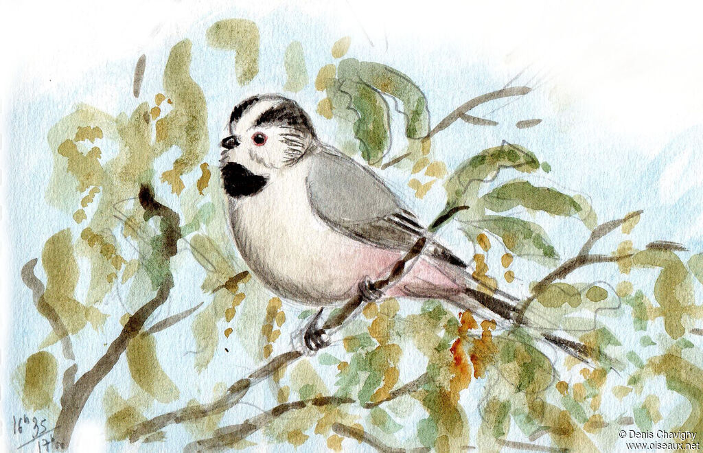 Long-tailed Titadult, identification