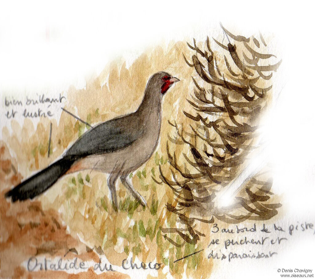 Ortalide du Chaco, habitat