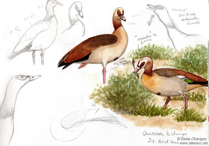 Egyptian Goose, habitat, eats