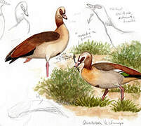 Egyptian Goose