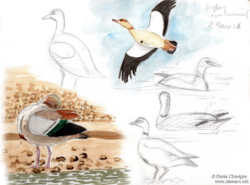Egyptian Goose, habitat