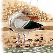 Egyptian Goose