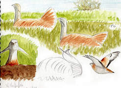 Great Bustard