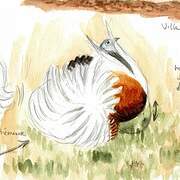 Great Bustard