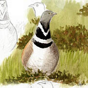 Little Bustard