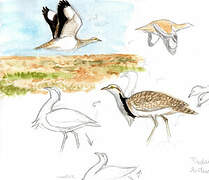 Houbara Bustard