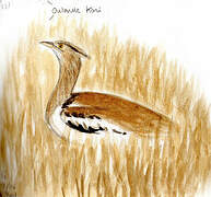 Kori Bustard