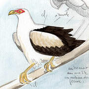 Palm-nut Vulture