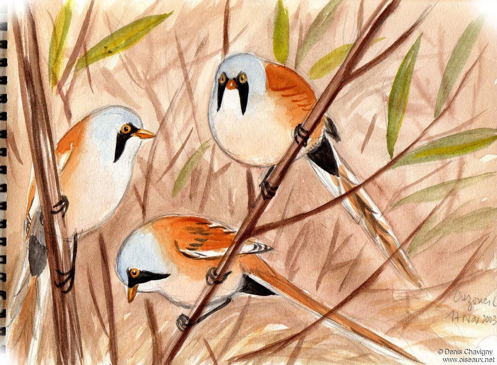 Bearded Reedling male adult, habitat