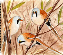 Bearded Reedling