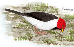 Yellow-billed Cardinal