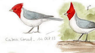 Red-crested Cardinal