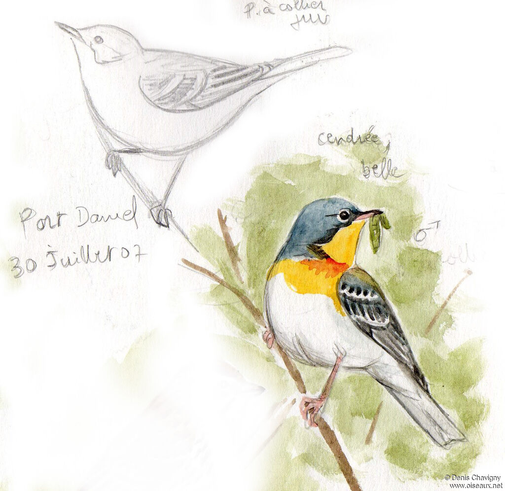 Northern Parula, habitat