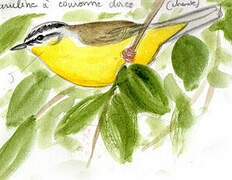 Golden-crowned Warbler