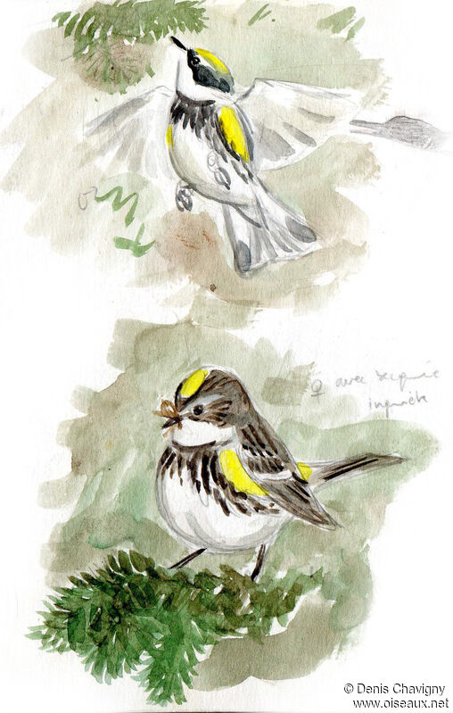 Myrtle Warbler female adult breeding, identification, Reproduction-nesting