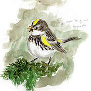 Myrtle Warbler