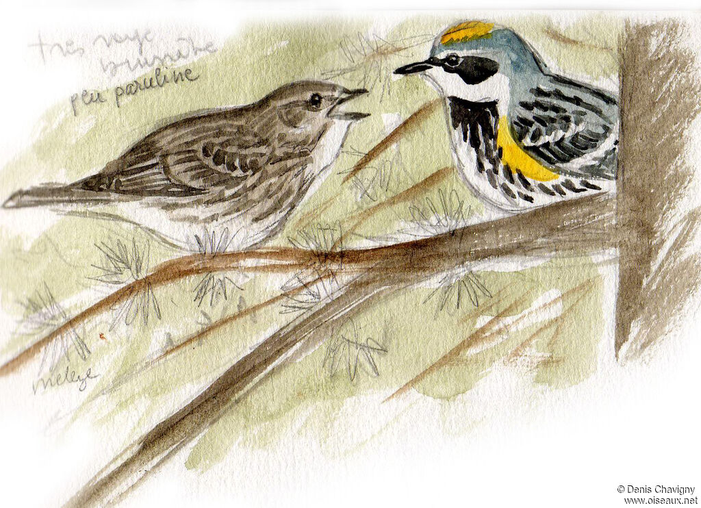 Myrtle Warbler, habitat