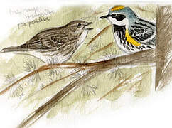 Myrtle Warbler