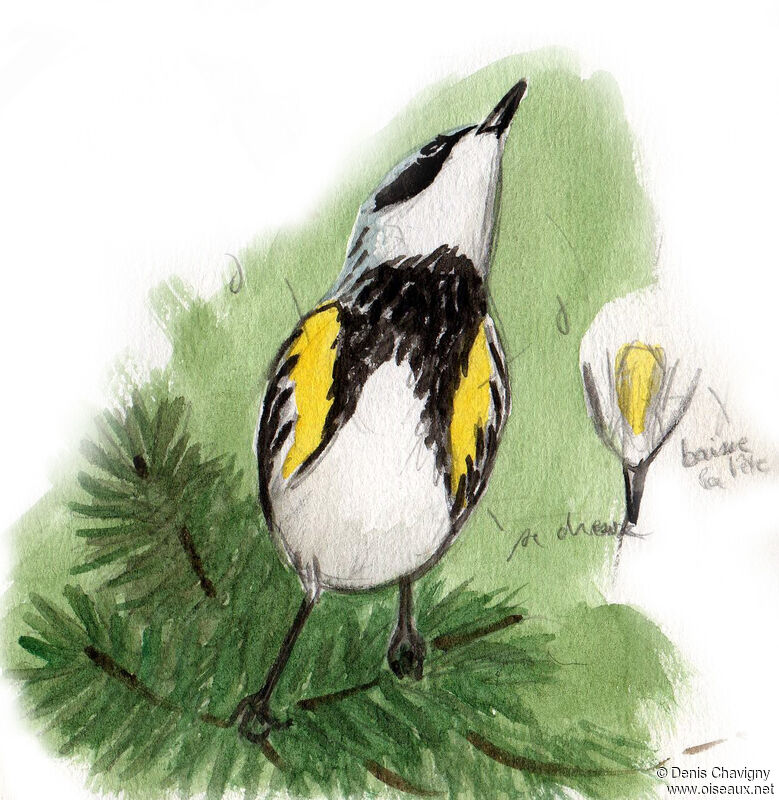 Myrtle Warbler male adult, identification