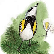 Myrtle Warbler