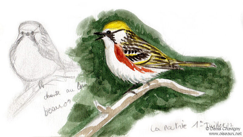 Chestnut-sided Warbler male adult breeding, identification, song