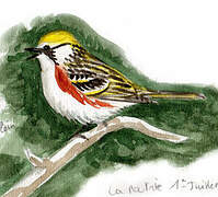 Chestnut-sided Warbler