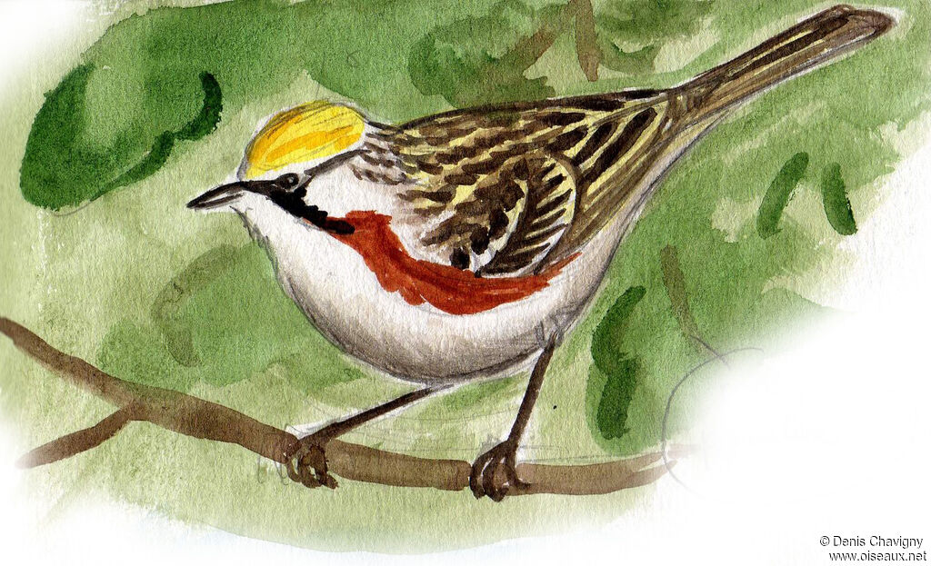 Chestnut-sided Warbler male adult breeding, identification