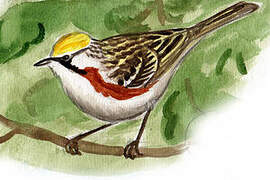 Chestnut-sided Warbler