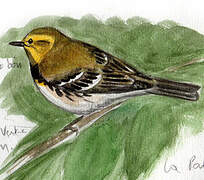 Black-throated Green Warbler