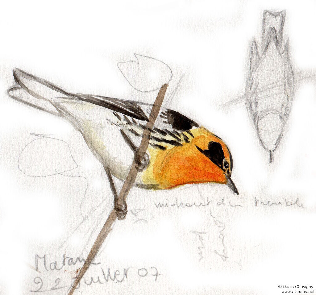 Blackburnian Warbler male adult breeding, identification