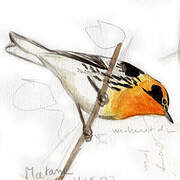 Blackburnian Warbler