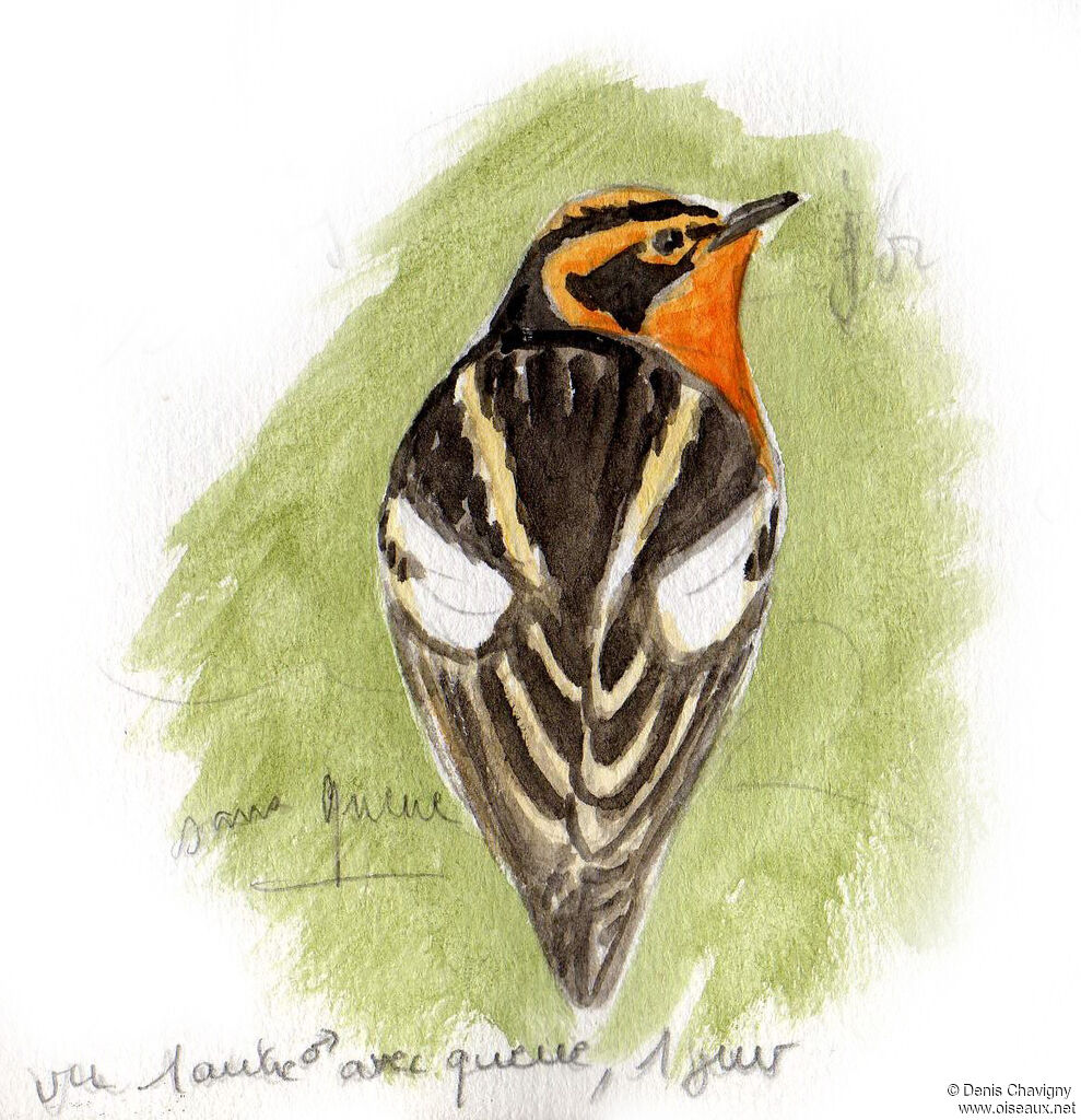 Blackburnian Warbler male adult