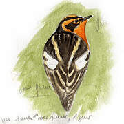 Blackburnian Warbler