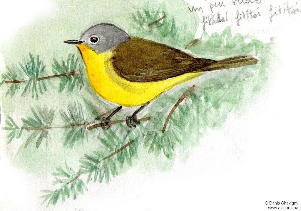 Nashville Warbler male adult breeding, habitat