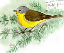 Nashville Warbler