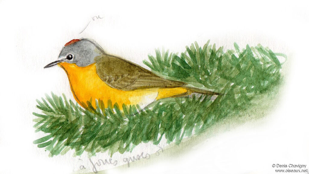 Nashville Warbler male adult breeding, identification